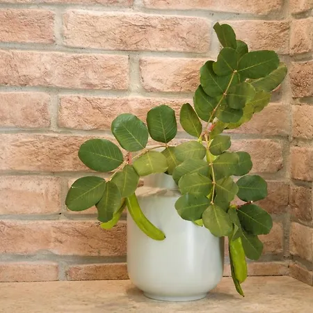 Carob In City Center Apartment *